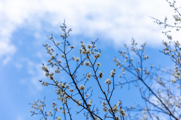 大宮第二公園の梅花