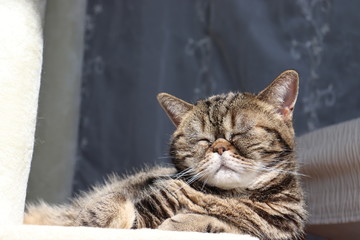 眩しくて目を閉じる猫アメリカンショートヘアー