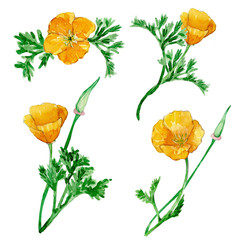 Watercolor california poppy bouquets