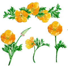 Watercolor california poppy set - obrazy, fototapety, plakaty