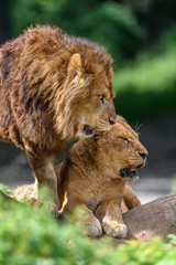 Obraz na płótnie Canvas Male lion resting with female