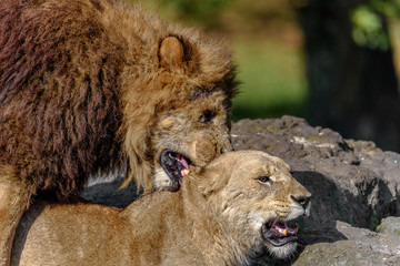 Fototapeta na wymiar male lion biting female lion