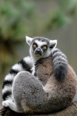 Ring-tailed lemur