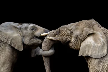 Fototapete Rund Elefanten kämpfen zusammen © Godimus Michel