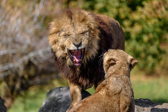male lion fighting with female