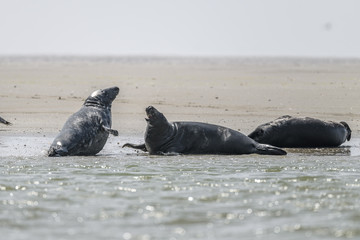 group of seals on the beach