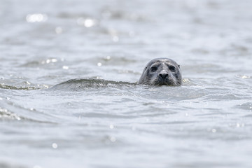 seal popping head out water portrait