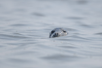 seal popping head out water portrait