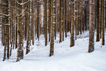 Fototapeta premium Scenes of o forest