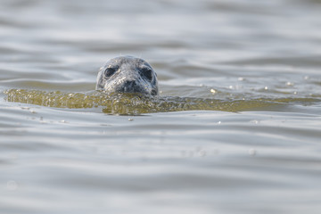 Fototapeta premium seal popping head out water portrait