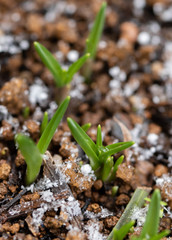 雪と植物の芽
