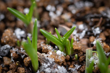 雪と植物の芽