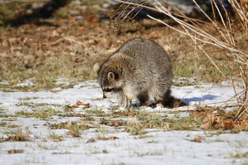 Rabid Raccoon foaming at the mouth. While this particular raccoon may not be rabid, a wet sick...