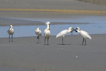 group of Eurasian spoonbills walking on the beach