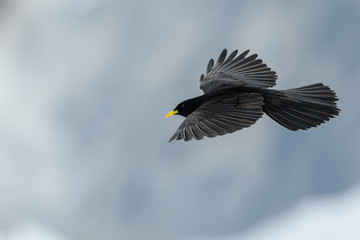 Alpine chough flying