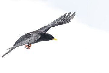 Alpine chough flying