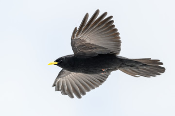 Alpine chough flying