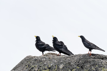 tree Alpine chough standing on a rock
