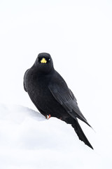 Alpine chough standing on the snow portrait