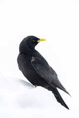 Alpine chough standing on the snow portrait