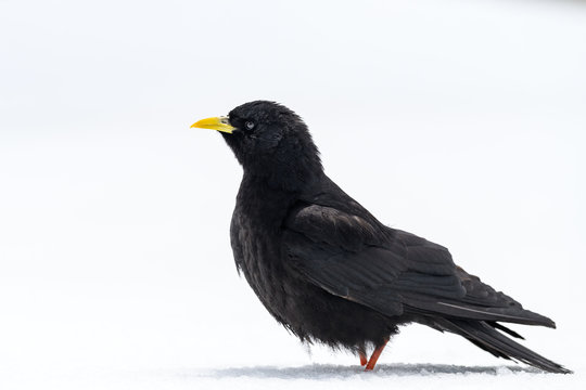 Alpine chough standing on the snow portrait