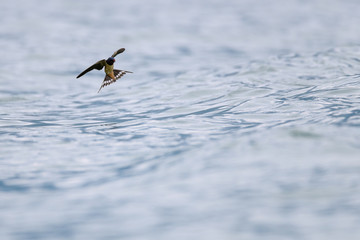 Flying swallow