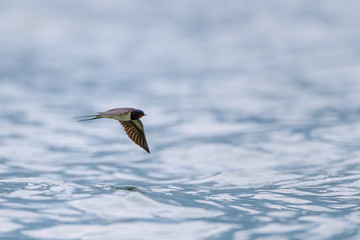 Flying swallow