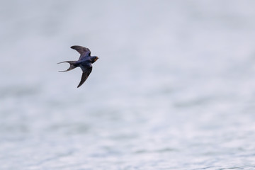 Flying swallow
