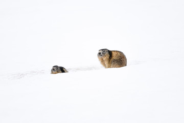 group of marmots in the snow