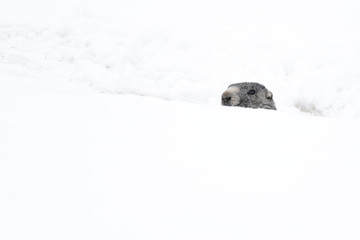 portrait of marmot popping out the snow - 321757664