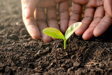 The small seedlings are growing from the soil while the hands of men are greeted gently, ecology concept.