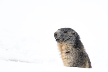portrait of marmot popping out the snow