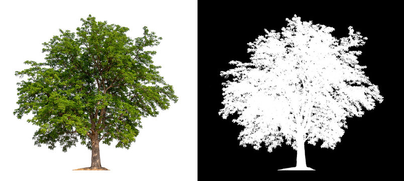 isolated tree on white background with clipping path