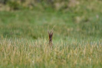 hiding pheasant with only the tail popping out the grass
