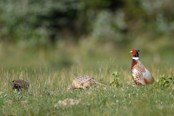 male pheasant with female