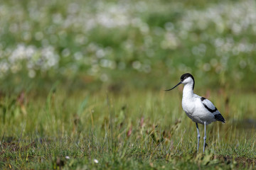 Pied avocet portrait