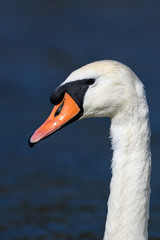 white swan portrait