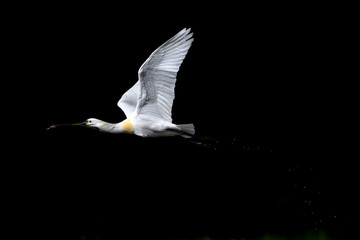 flying eurasian spoonbill