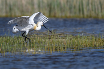 flying eurasian spoonbill