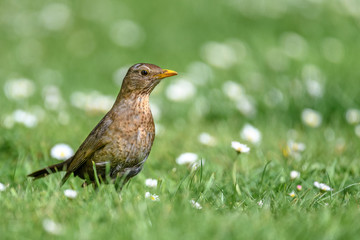 Juvenile Common blackbird