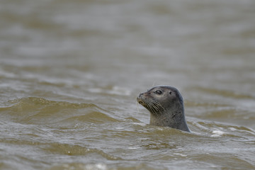 Fototapeta premium seal popping out water