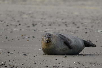 seal resting on the beach