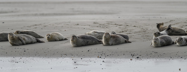 group of seal resting on the beach