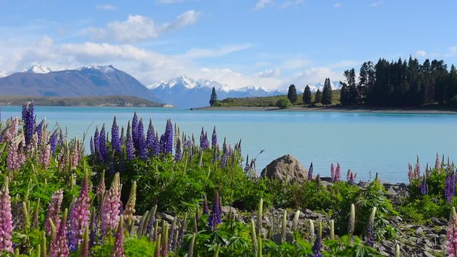 A calm Lake Tekapo in the Mackenzie Basin, Canterbury, New Zealand. Pink and purple flowering lupins in the foreground, and the snow-capped Southern Alps in the background.