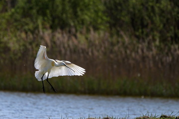 flying eurasian spoonbill