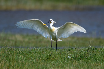 flying eurasian spoonbill
