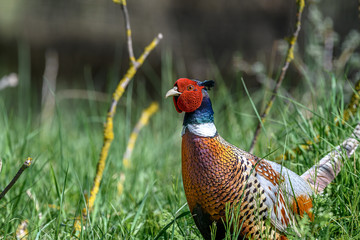 pheasant portrait