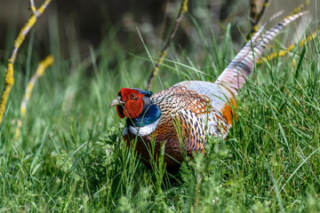 pheasant portrait