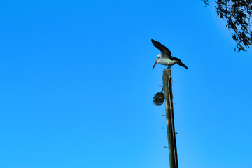 Pelican on pole