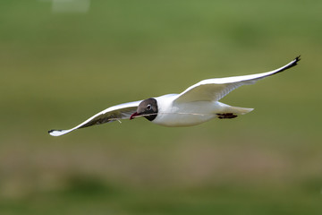 Black-headed gull flying